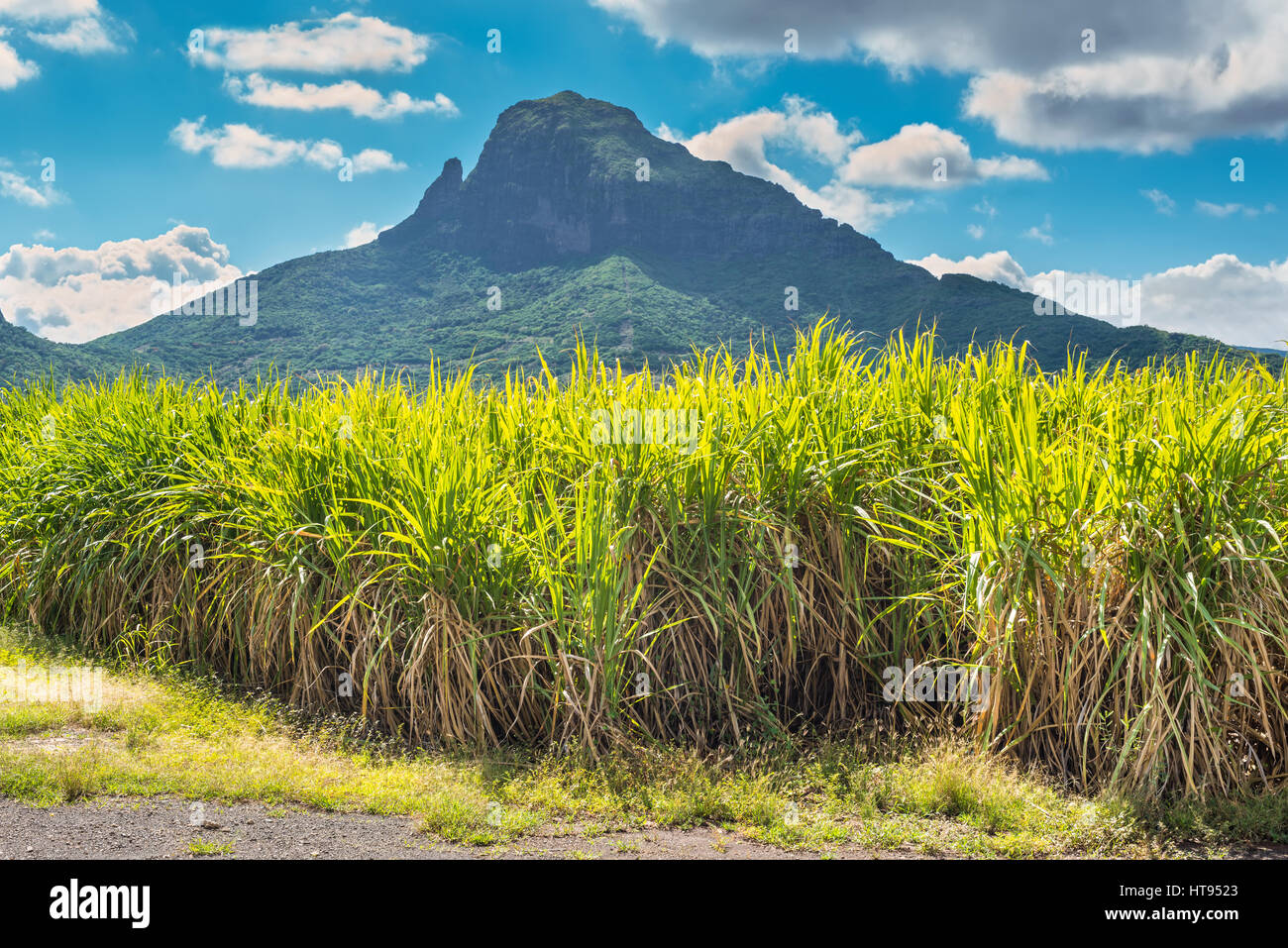 Sugar cane plantations on the island of Mauritius Stock Photo