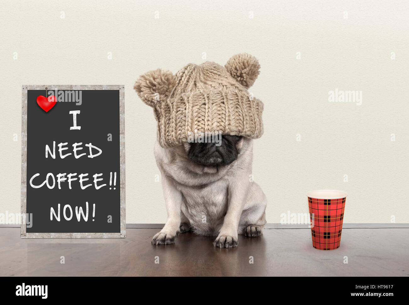 cute pug puppy dog with bad morning mood, sitting next to ...