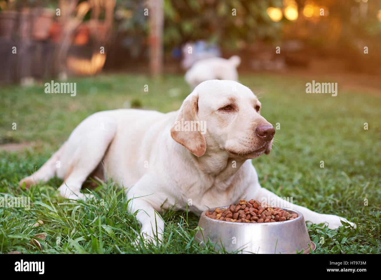 Hungry labrador eating in green sunny park on grass. Labrador eat from