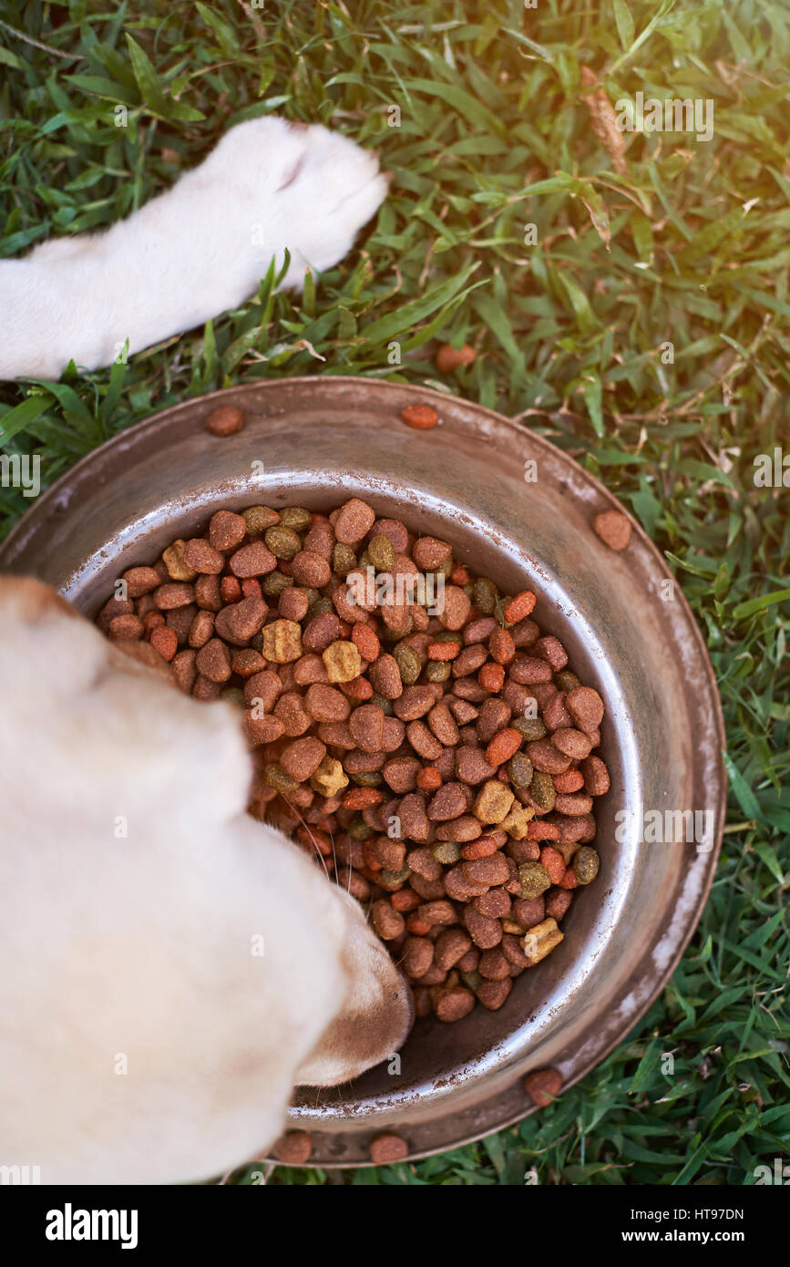 Dog eating food view from above outside on green grass metal plate Stock Photo