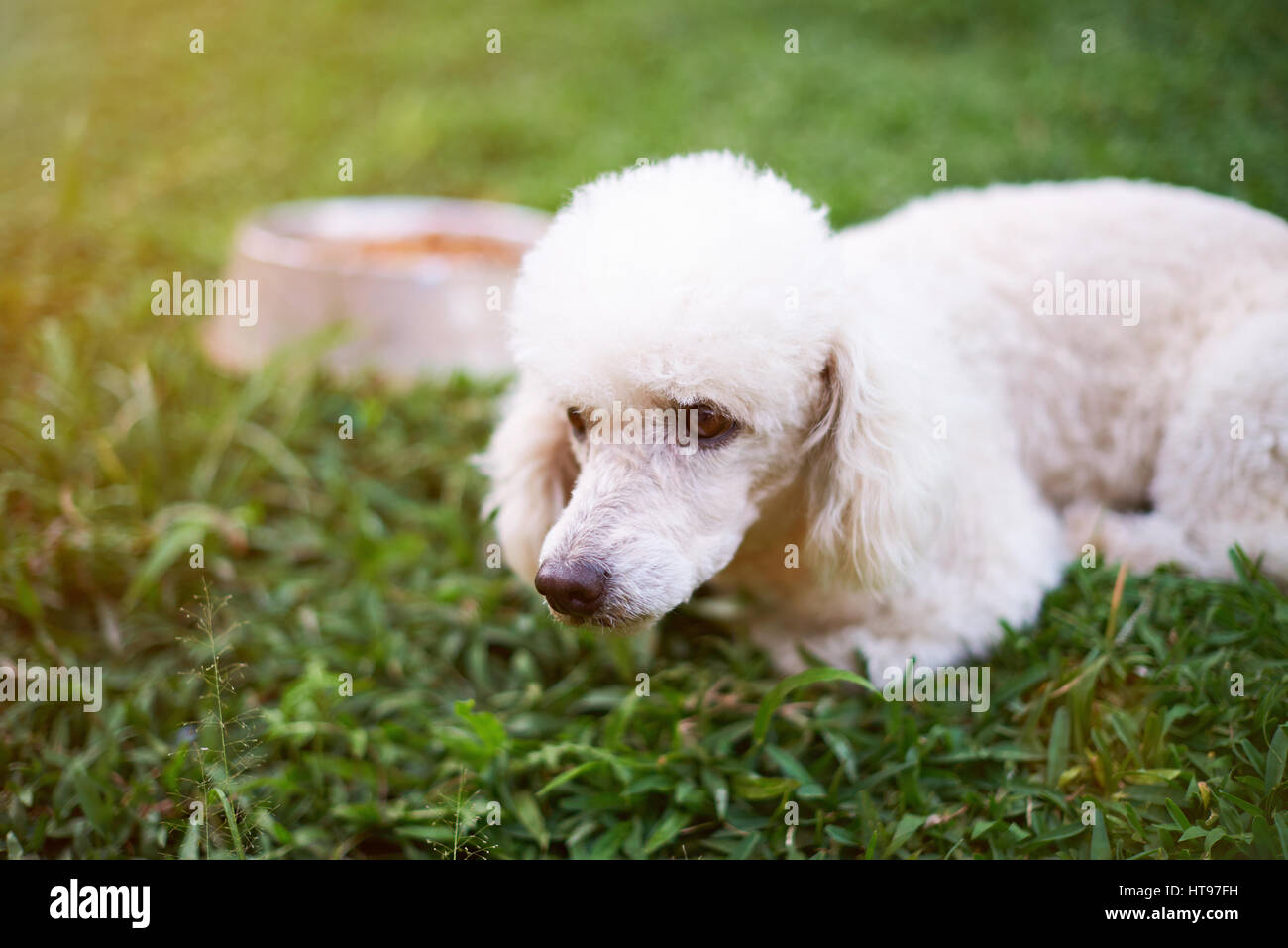 White poodle dog lay on green grass on food plate background. Dog after eating Stock Photo
