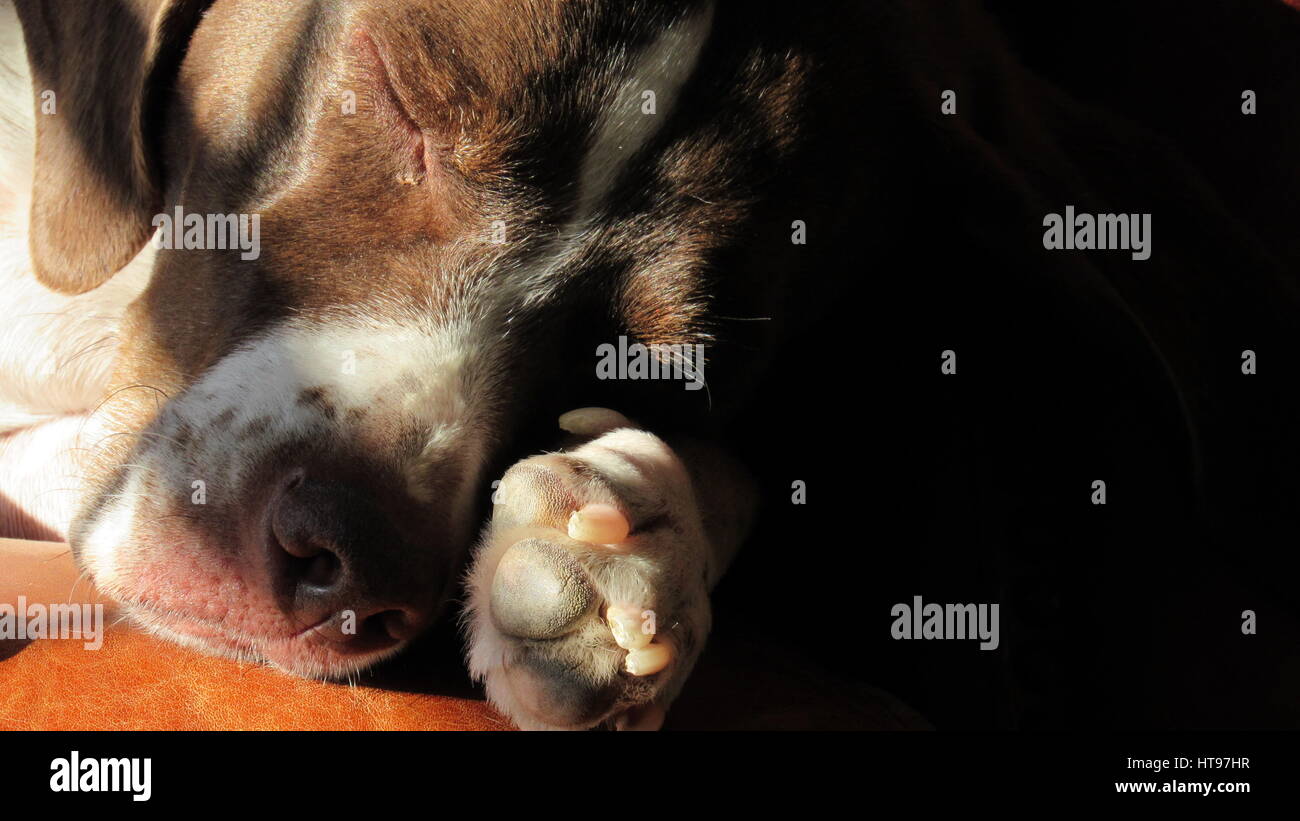Sleeping dog showing paw, snout, and ear English pointer Stock Photo