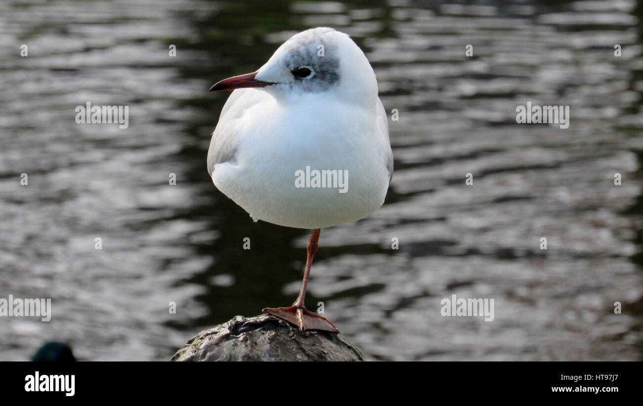 Sea gull - young white grey bird standing on one foot looking sideways above the waters Stock Photo