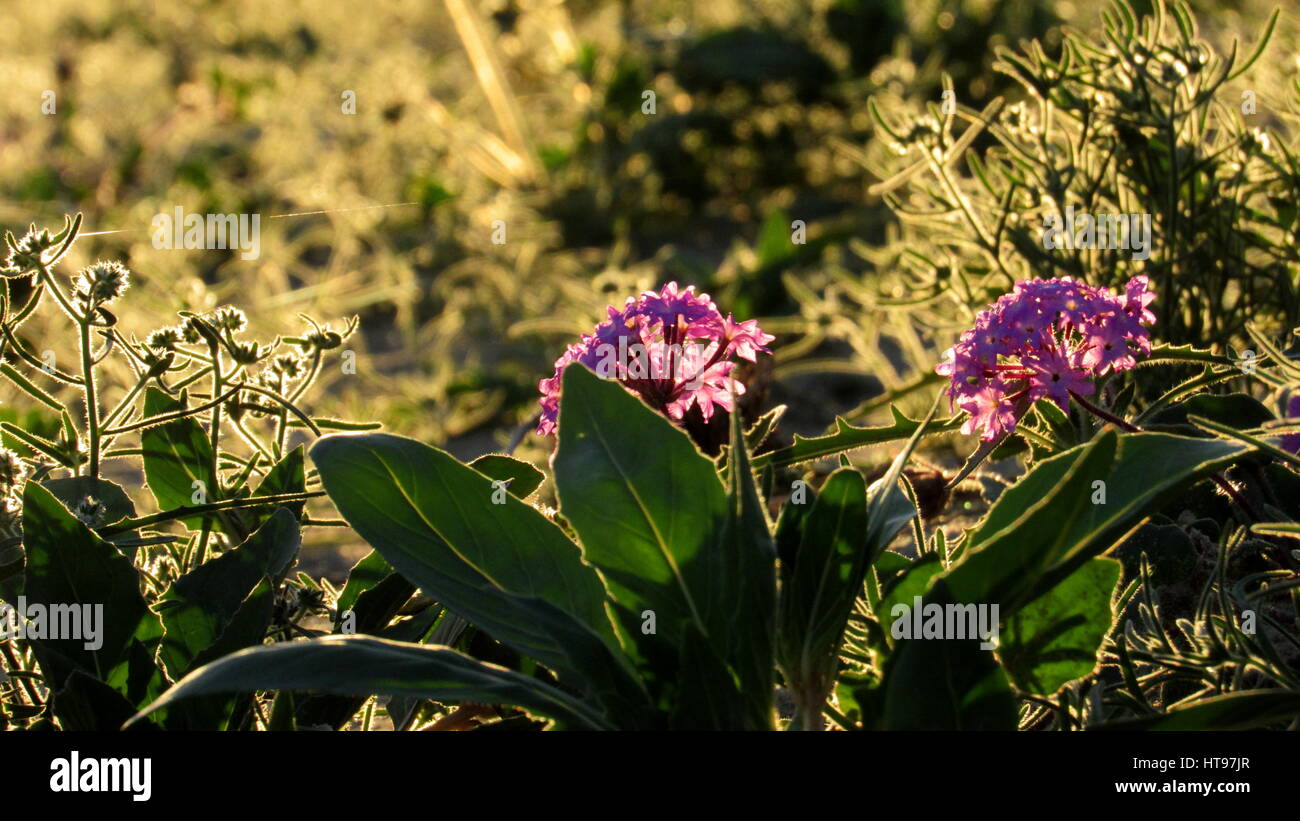 Purple Verbena in ground plant mix part of superbloom in the Anza-Borrego Desert Stock Photo