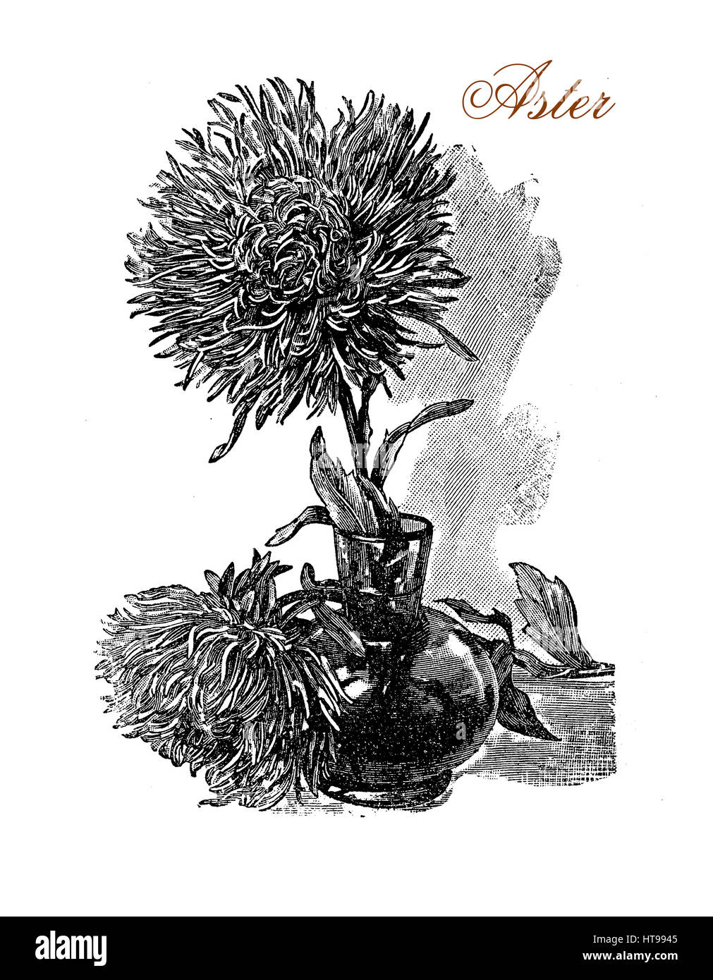 Vintage engraving of beautiful aster flowers in vase. Stock Photo