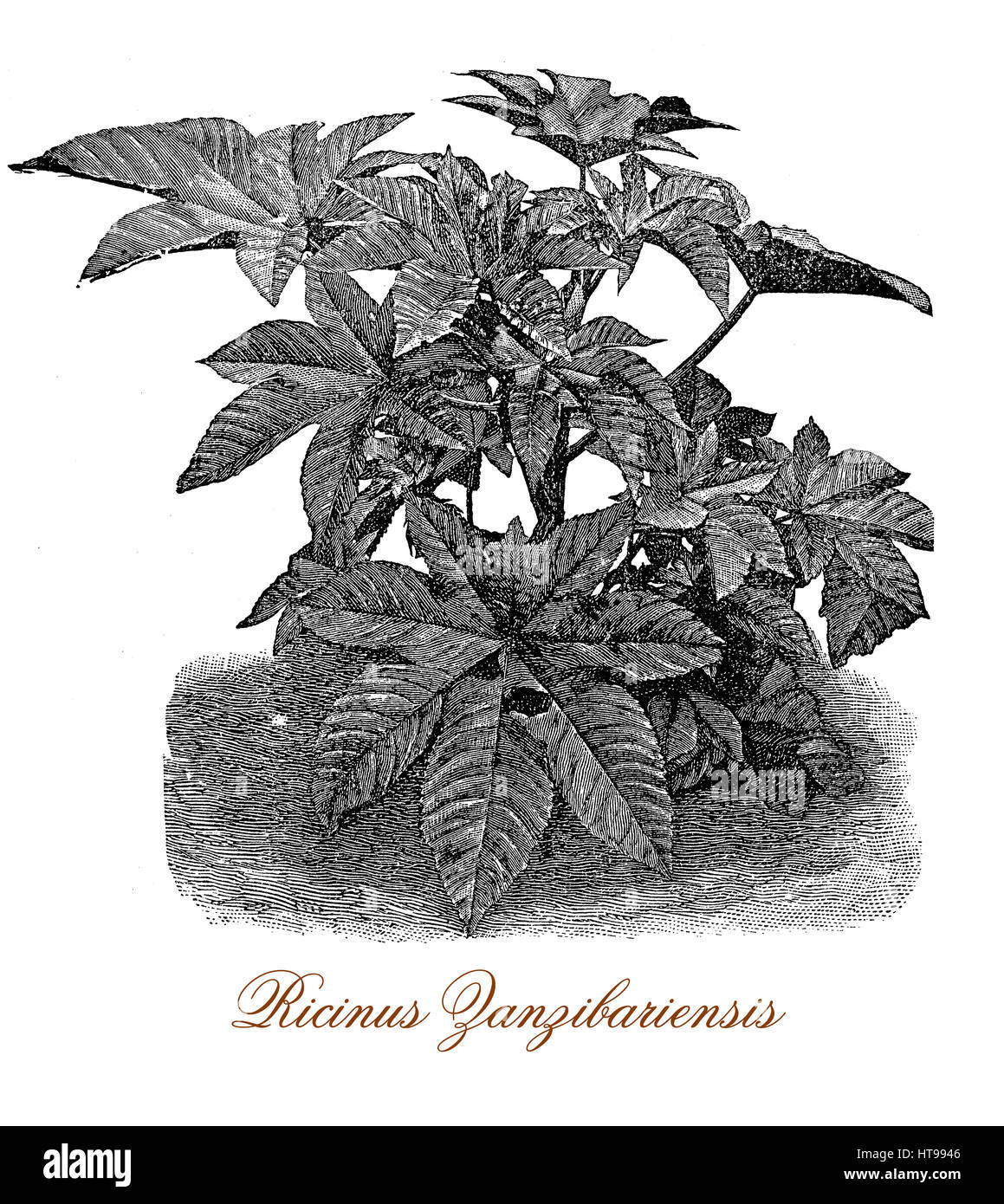 Vintage print describing Ricinus flowering plant known also as castor-oil-plant, from the seeds is produced castor oil used as motor lubricant and in medicine and ricin, a water-soluble toxin. Stock Photo