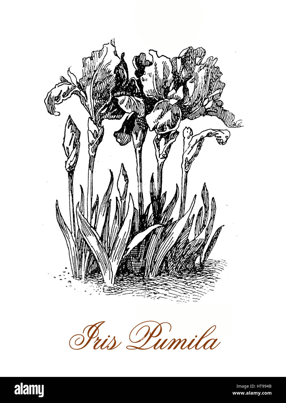 Iris Flower Drawing High Resolution Stock Photography And Images Alamy