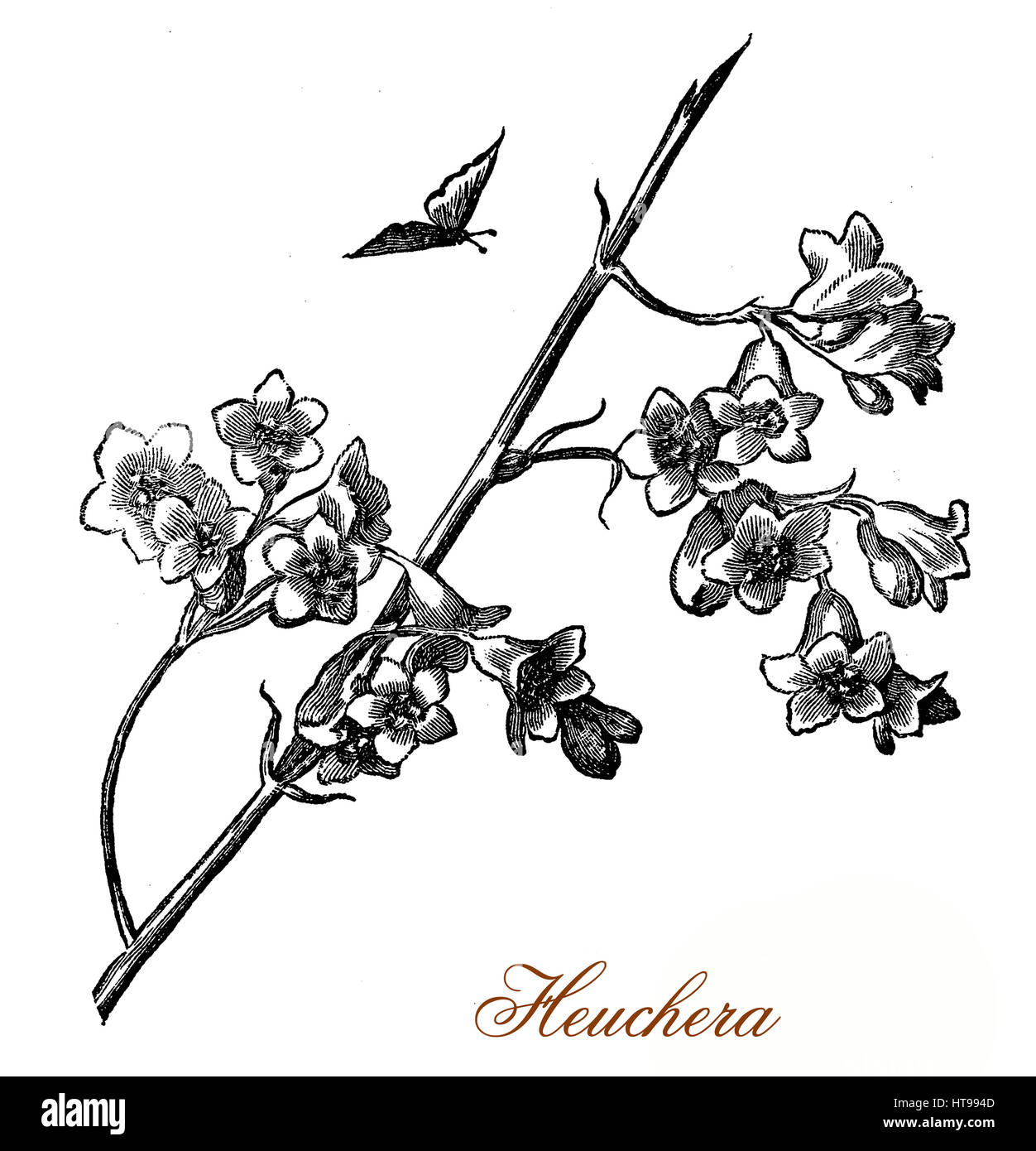 Vintage engraving of heuchera, ornamental plant with bell shaped flowers  also used in herbal medicine Stock Photo