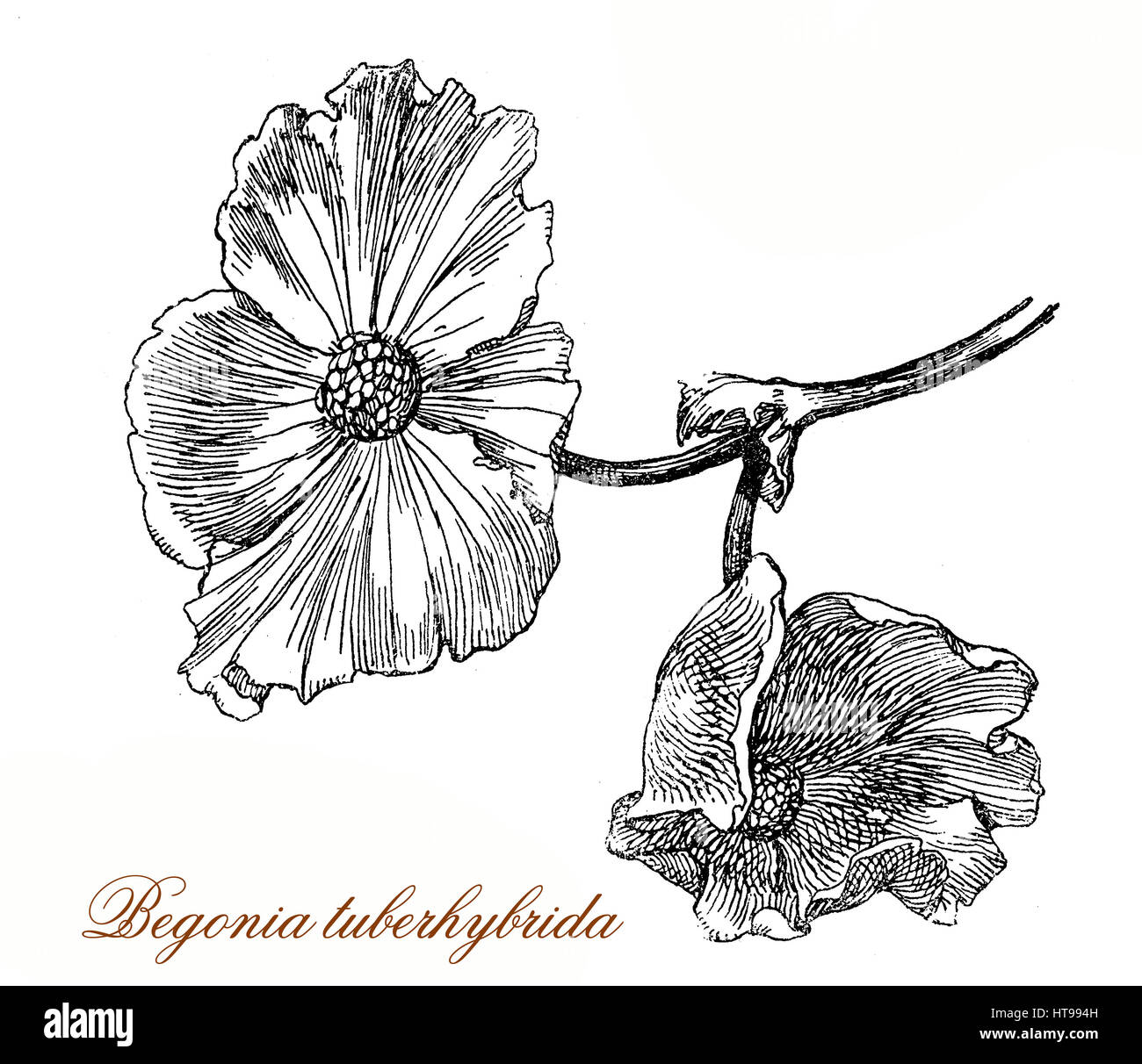 Vintage engraving of begonia × tuberhybrida, ornamental variety named also tuberosa with spectacular flowers Stock Photo