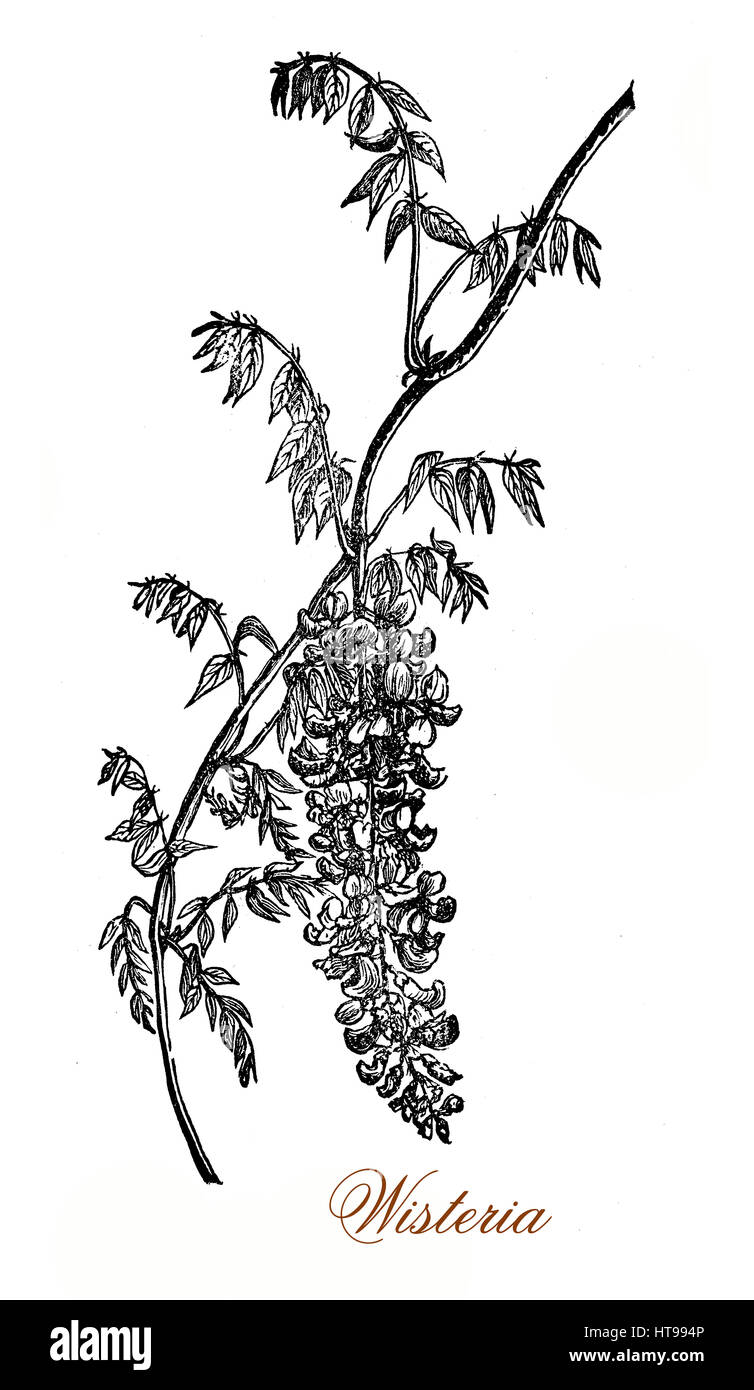 Vintage engraving of wisteria flowering climbing plant with purple or violet pendulous and fragrant flowers. the seeds are poisonous and all part plant are toxic Stock Photo