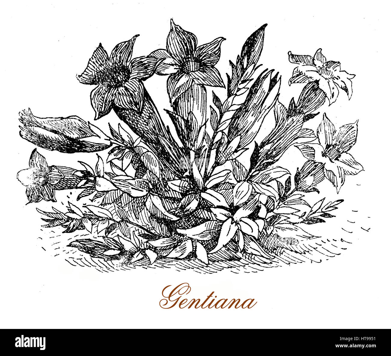 Vintage engraving of Gentiana, alpine flowering plant with intense blue flowers, used in herbal medicine and in digestive liqueurs Stock Photo