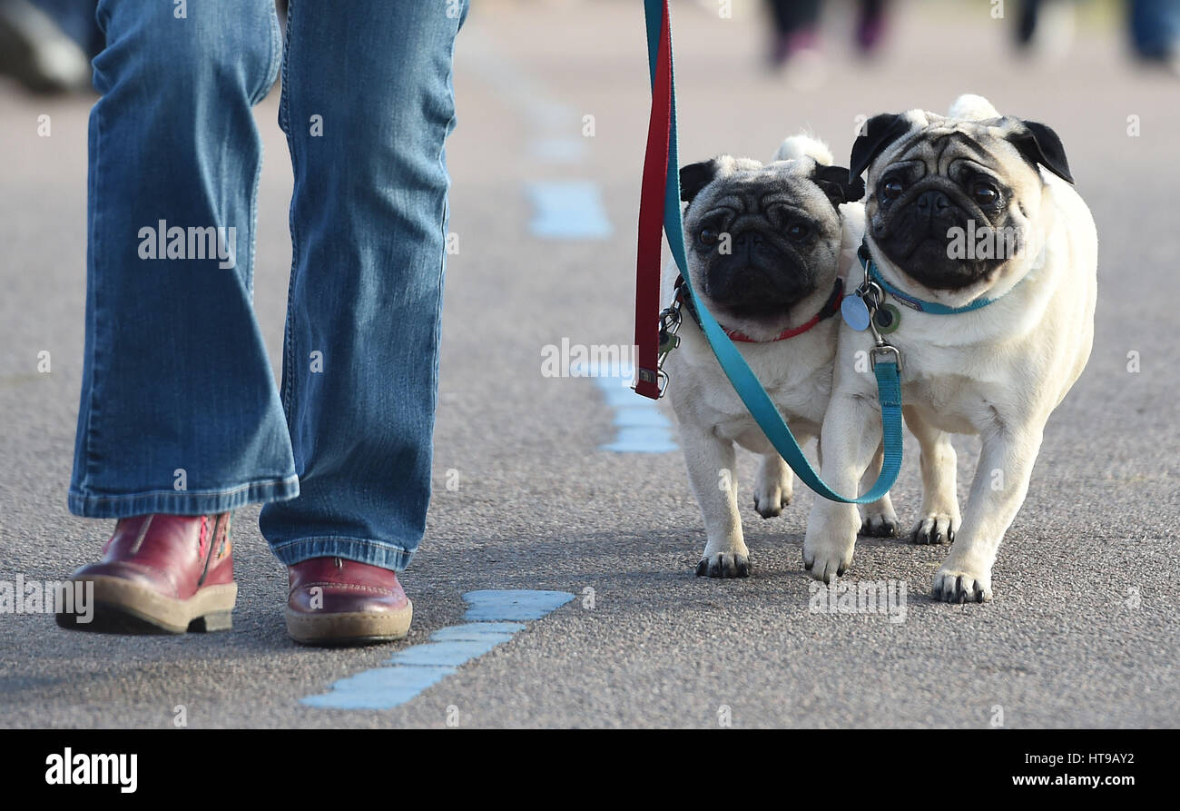 Dogs and their owners arrive for day one of Crufts 2017 at the NEC in Birmingham. Stock Photo