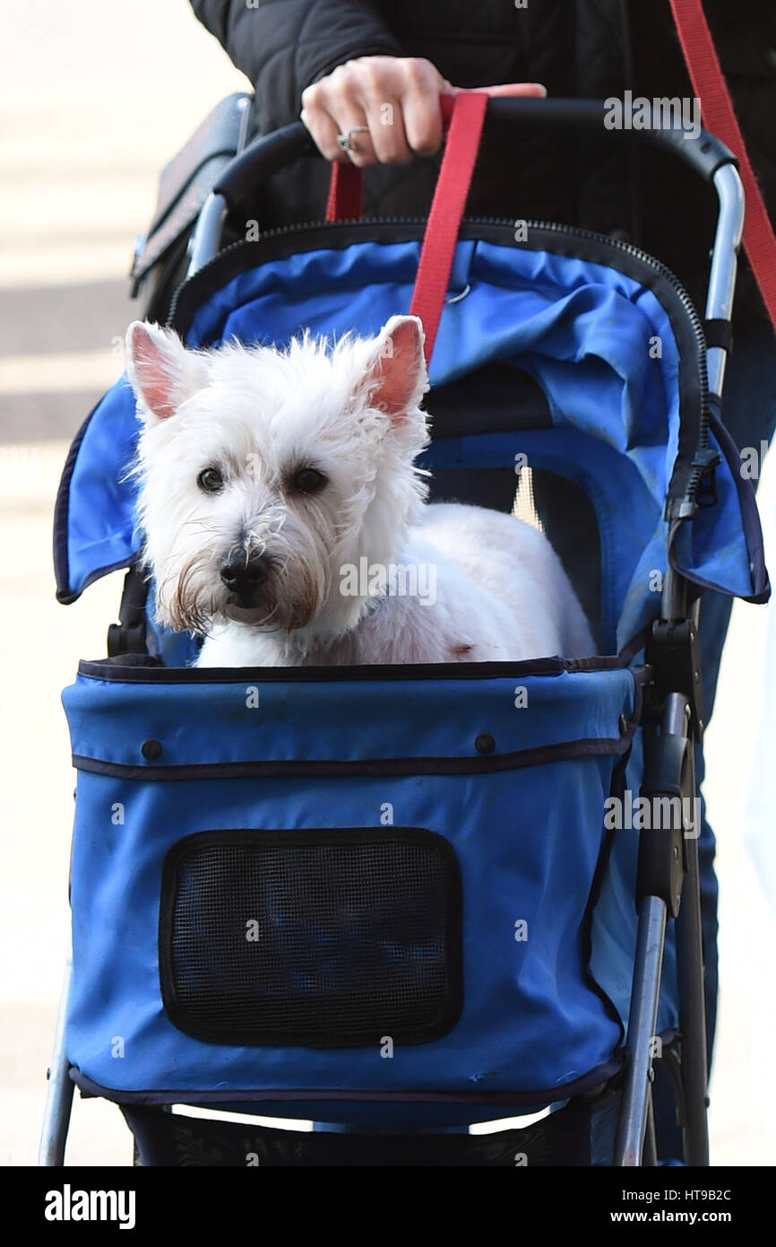 A dog arrives in a pram for day one of Crufts 2017 at the NEC in Birmingham. Stock Photo