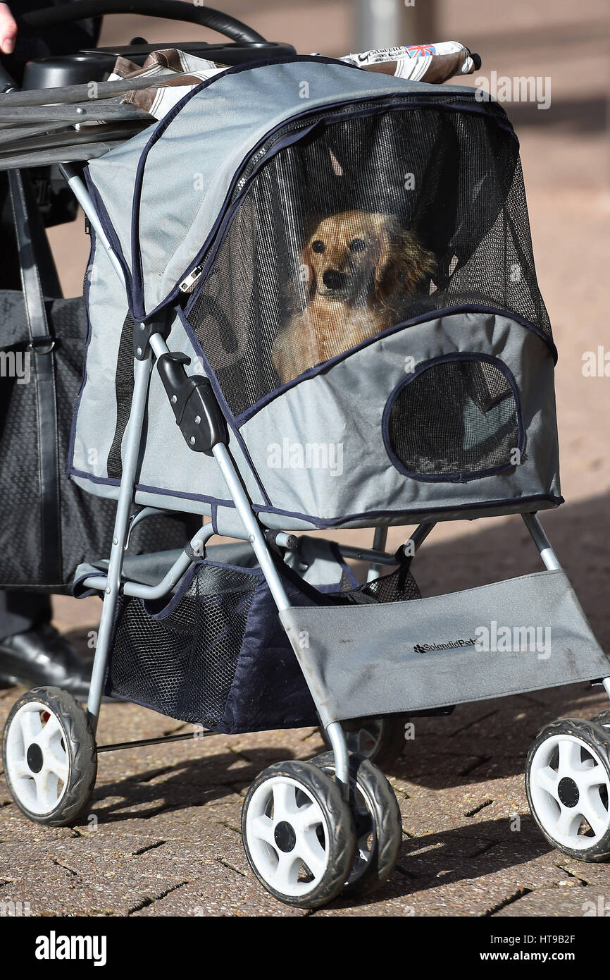 A dog arrives in a pram for day one of Crufts 2017 at the NEC in Birmingham. Stock Photo