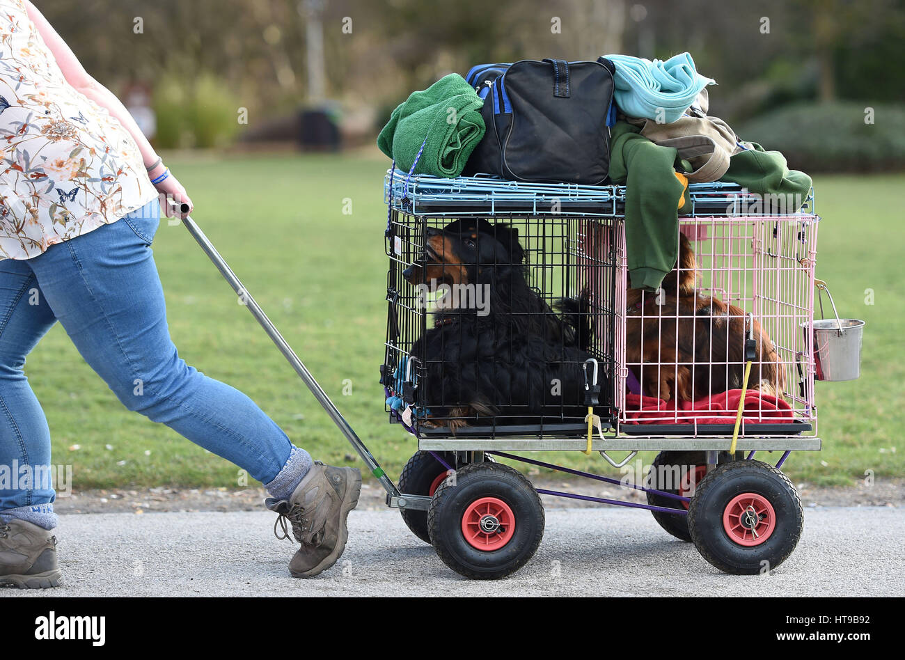 Dogs arrive for day one of Crufts 2017 at the NEC in Birmingham. Stock Photo