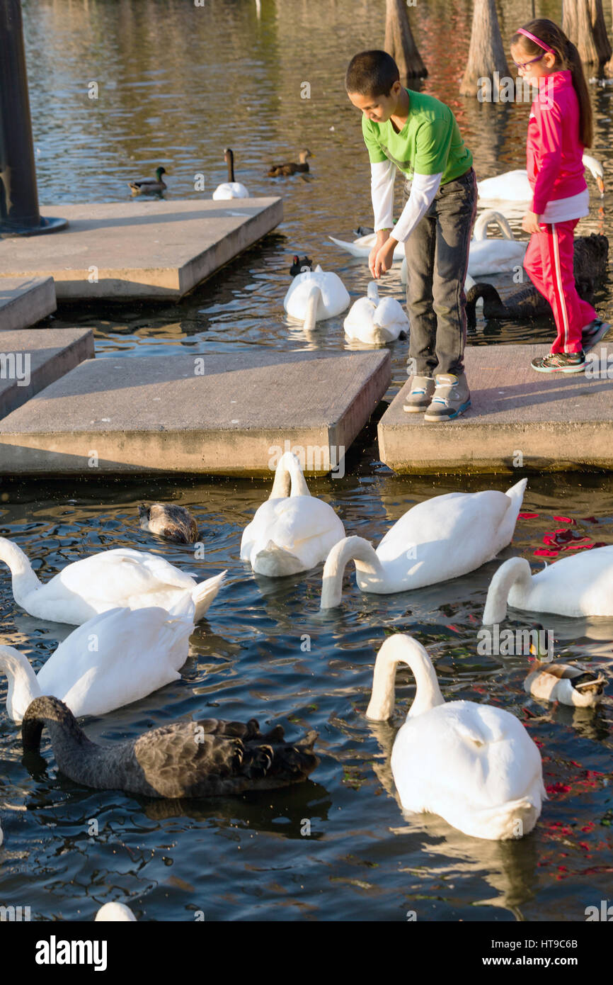 Children feed swans at Lake Eola Park in Orlando, Florida. Lake Eola