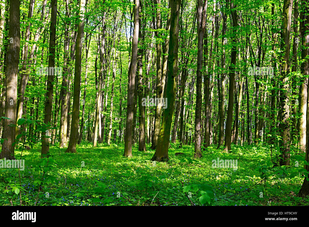 Sunlight in the green forest hi-res stock photography and images - Alamy