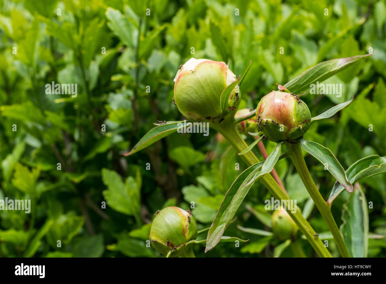 Ants invasion, peony flower Stock Photo Alamy