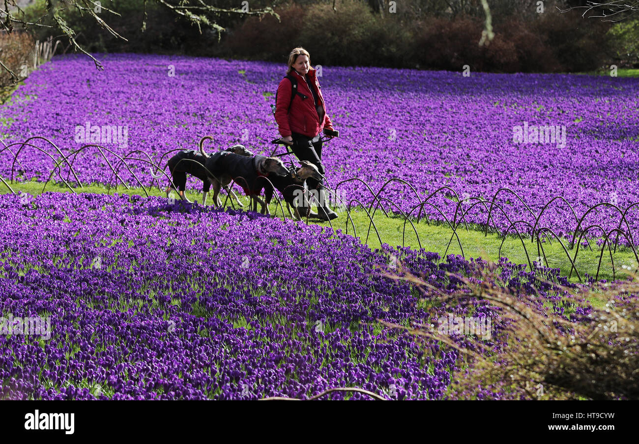 A woman walks her dogs through a colourful carpet of over 100,000 ...