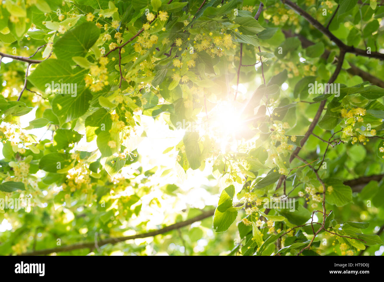 перепишите раскрывая и вставляя пропущенные буквы в частицах. липа сердцелистная (tilia cordata). башкирская липа. метафоры в рассказе под липой было прохладно и спокойно. место под липой.