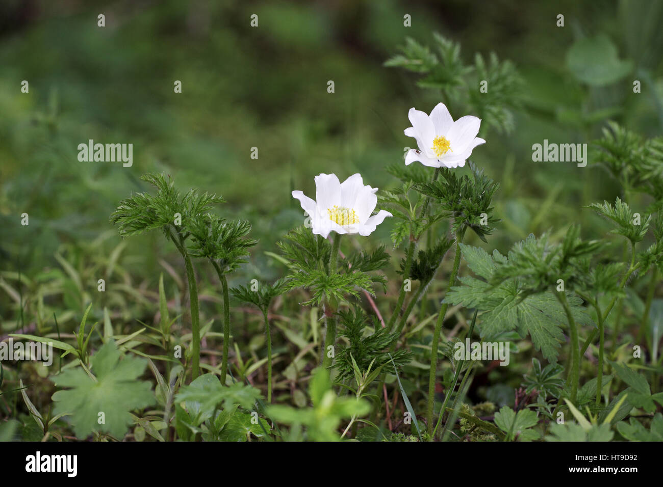 Alpine plants 2 hi-res stock photography and images - Alamy