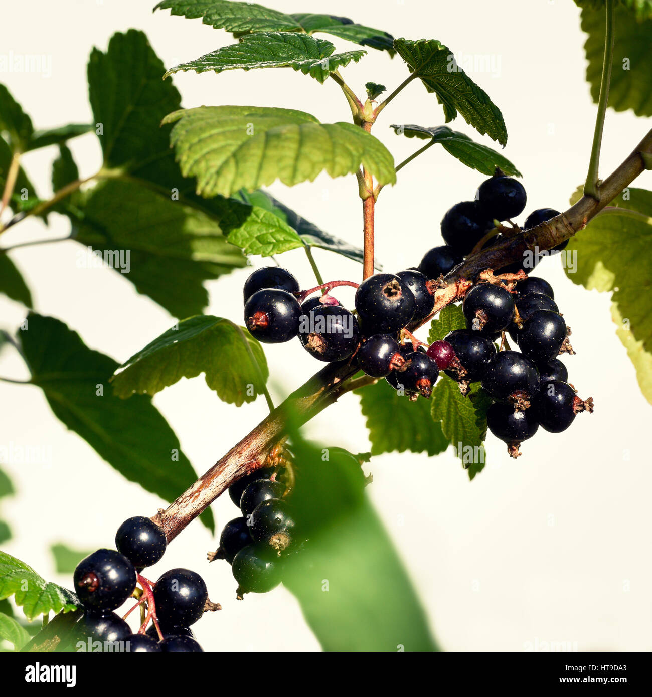 Стеклянница на смородине. Куст смородины пораженный стеклянница. Стеклянница внутри смородины. Куст смородины пораженный стеклянница. Болезнь смородины стеклянница.