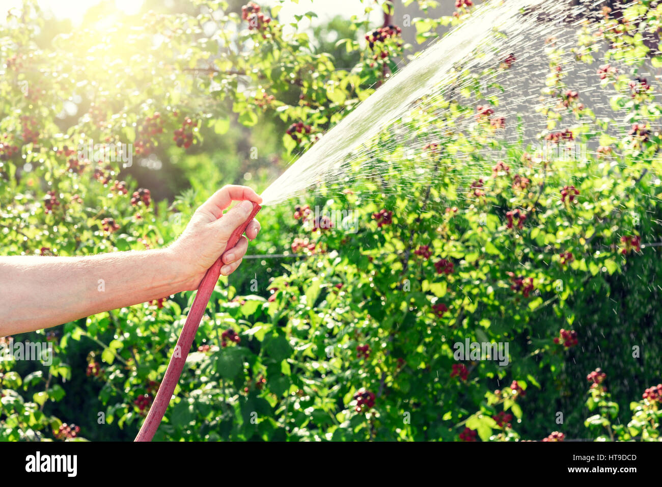 Gardener watering his blackberries bush Stock Photo Alamy
