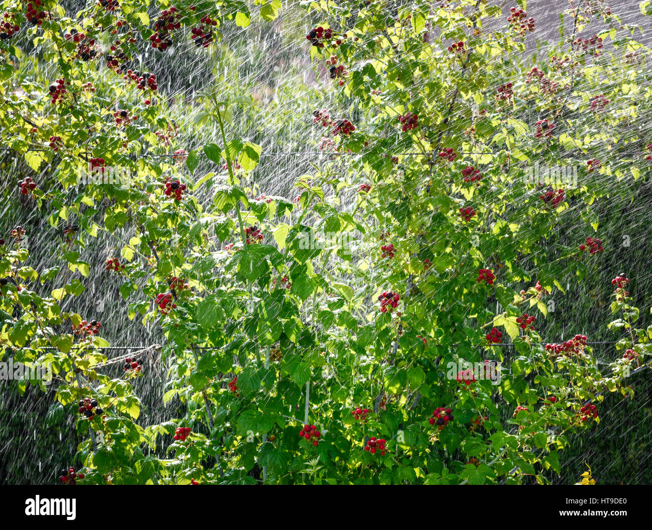 Blackberry plant watering hires stock photography and images Alamy