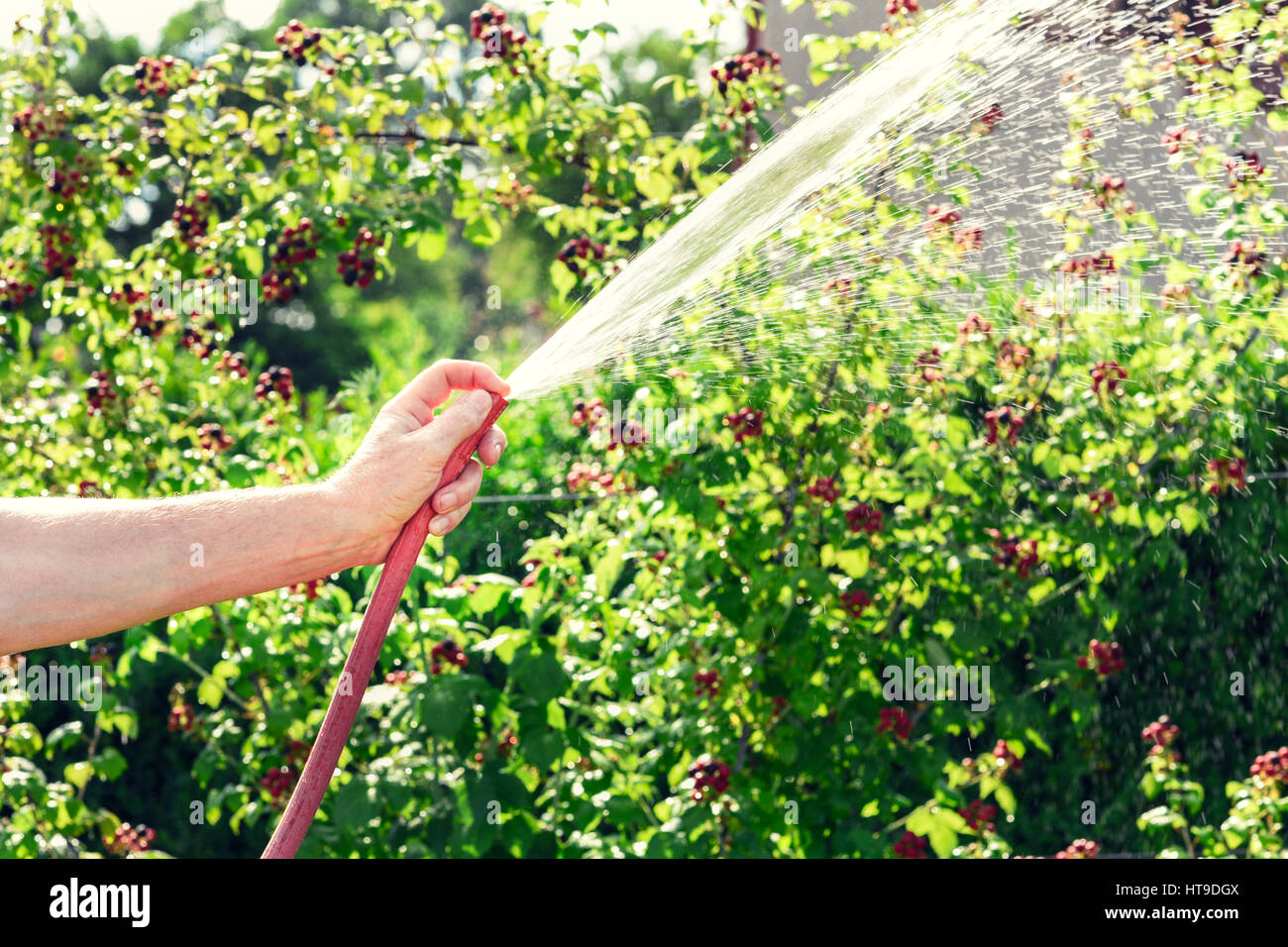 Blackberry plant watering hires stock photography and images Alamy
