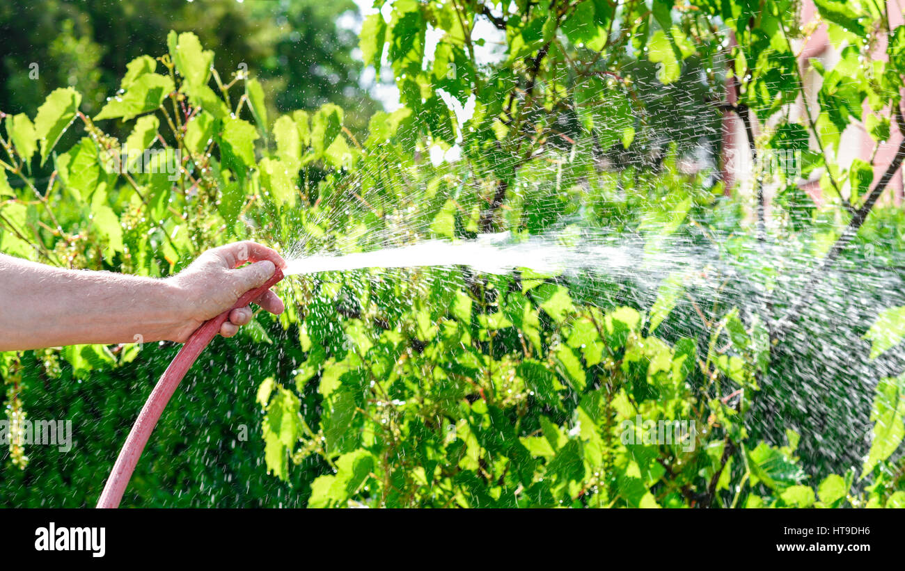 Gardener watering his vine plants Stock Photo Alamy