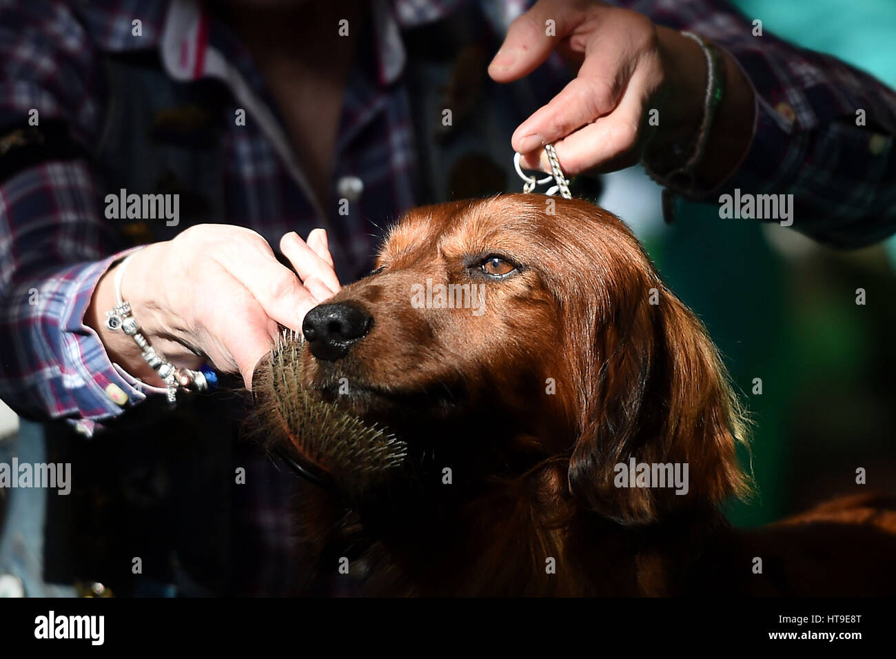 A dog is groomed during day one of Crufts 2017 at the NEC in Birmingham. Stock Photo