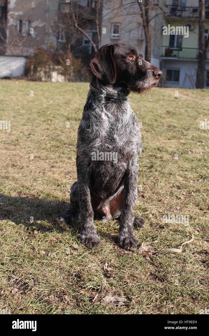 Look of the Hungarian xzxxzxzxzx dog Stock Photo - Alamy