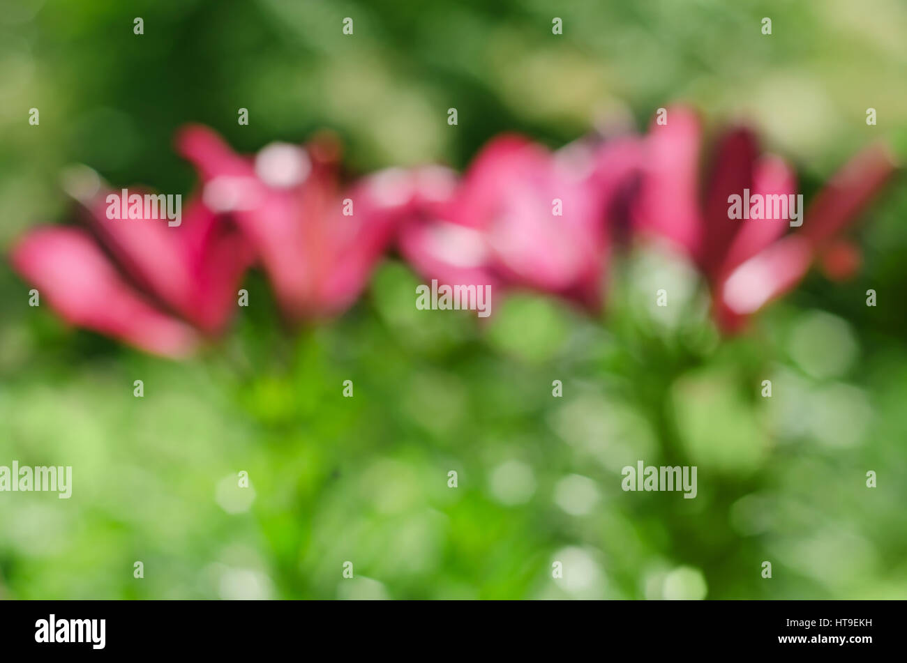 Abstract natural background with bokeh lilies in the garden Stock Photo