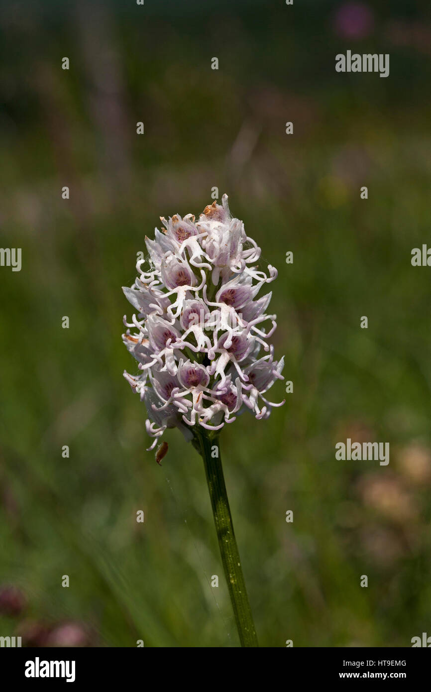 Monkey orchid Orchis simia white form Vercors Regional Natural Park ...