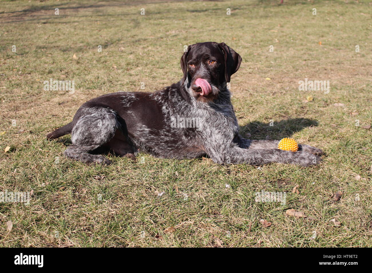 Look of the Hungarian xzxxzxzxzx dog Stock Photo - Alamy