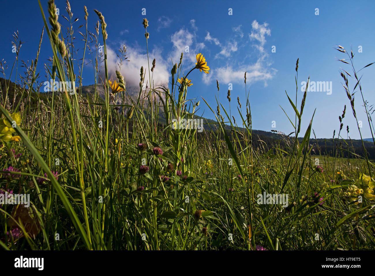 Yellow ox-eye Buphthalmum salicifolium in wildflower meadow with Mont Aiguille beyond near Chichilianne Vercors Regional Natural Park France May 2015 Stock Photo