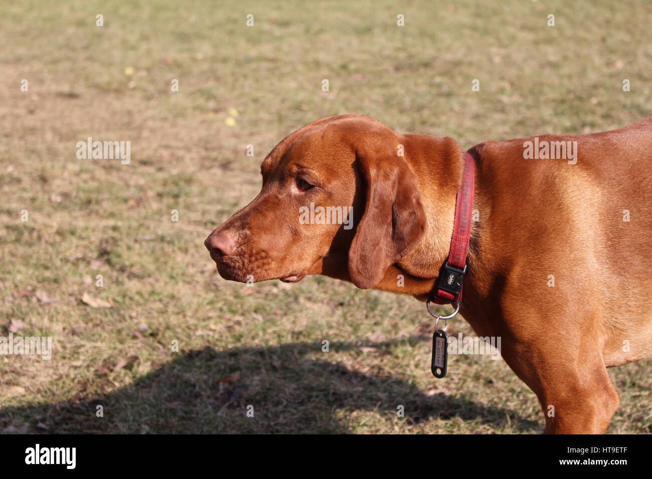 dog Look of the Hungarian xzxxzxzxzx dog Stock Photo - Alamy