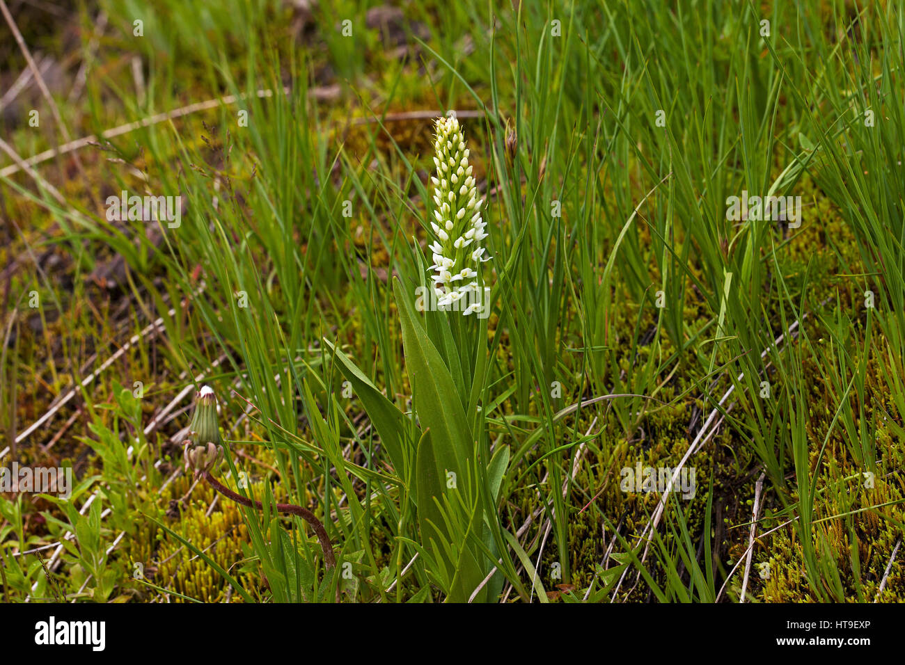 White bog orchid Platanthera dilatata The Grand Loop Yellowstone National Park Wyoming USA June 2015 Stock Photo