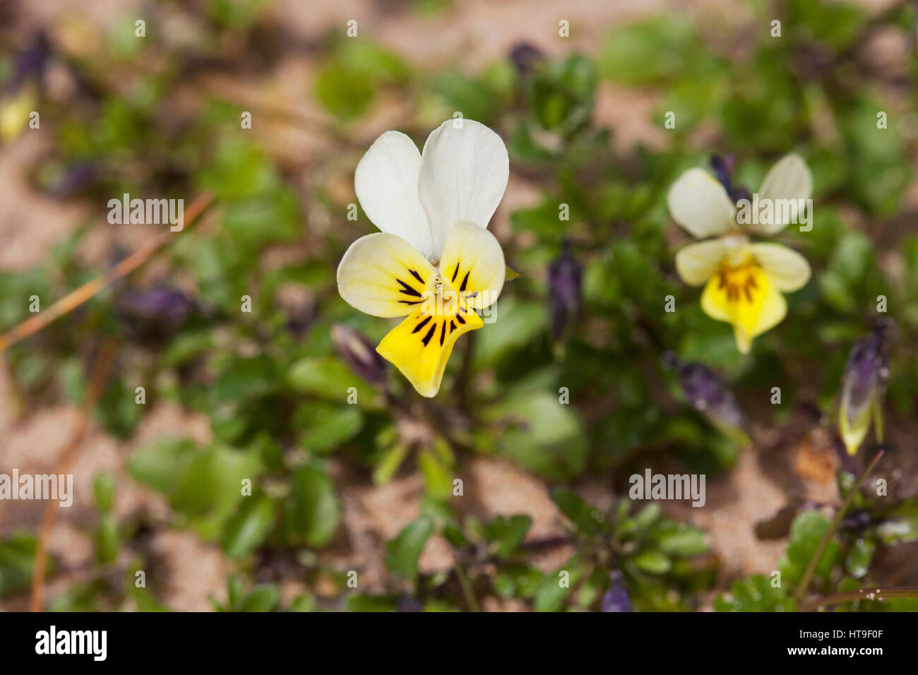 Viola kitaibeliana hi-res stock photography and images - Alamy