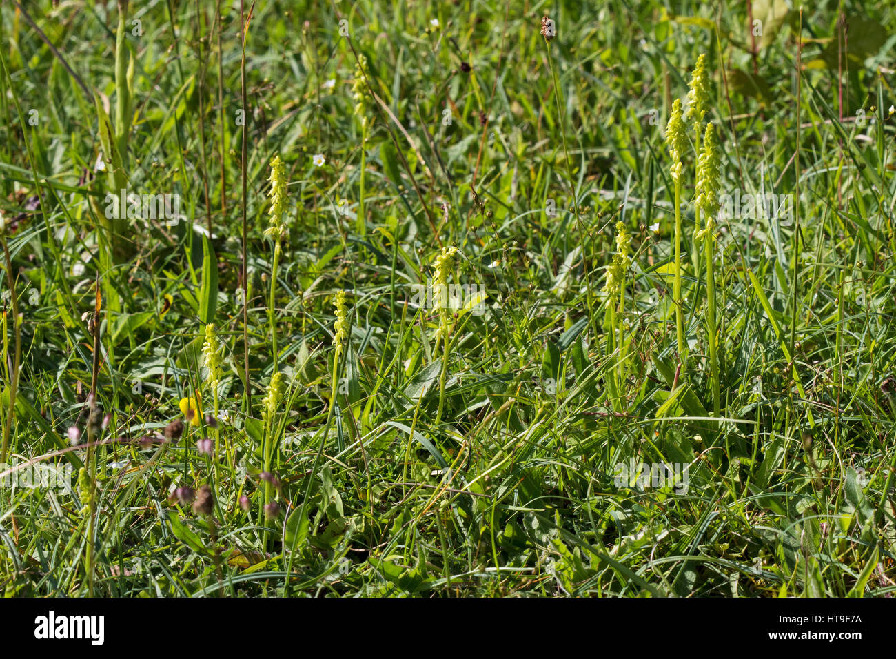 Musk orchid Herminium monorchis amongst grasses Noar Hill Hampshire and Isle of Wight Wildlife Trust Reserve near Newton Valence Hampshire England UK  Stock Photo