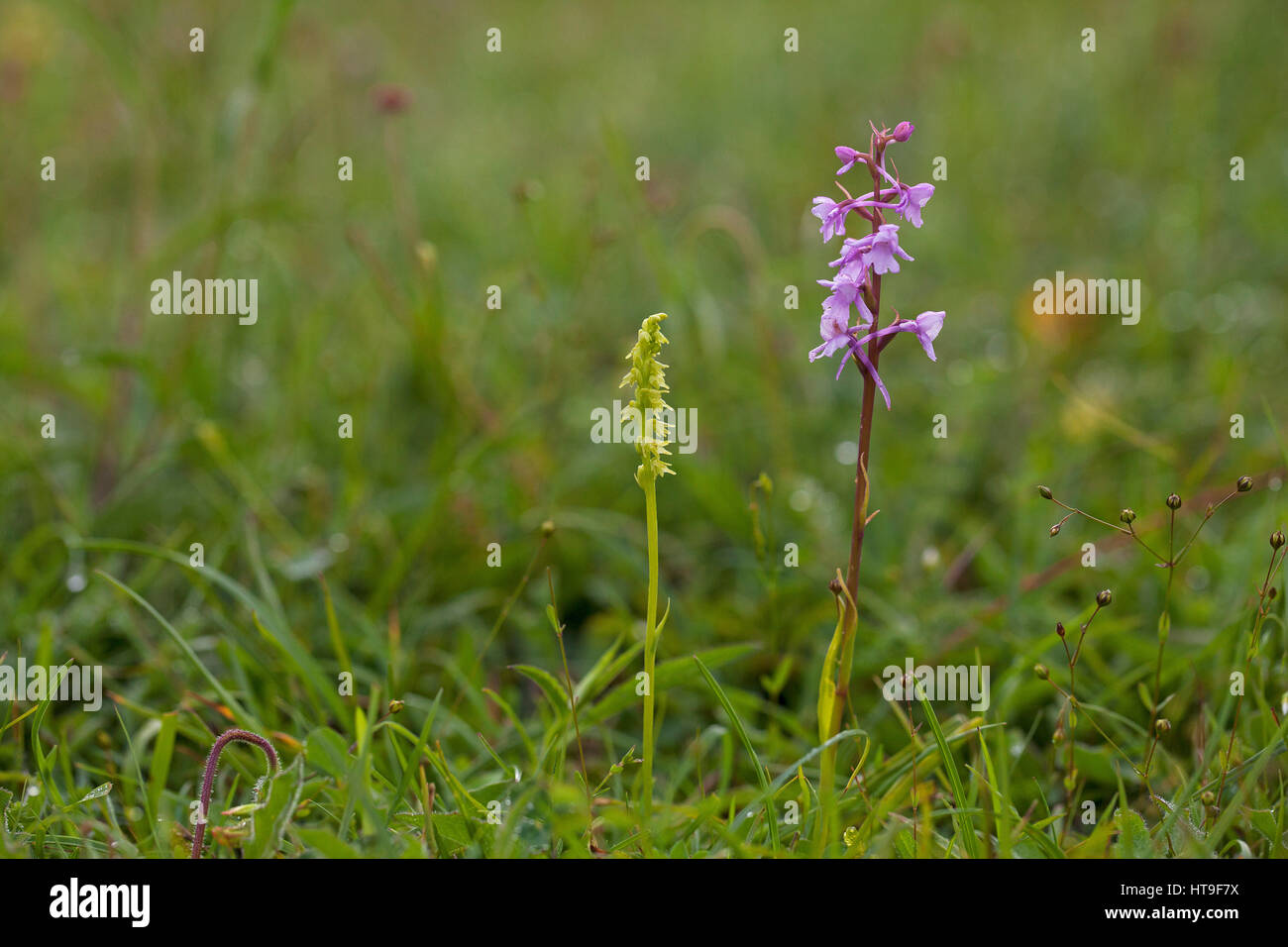 Fragrant orchid Gymnadenia conopsea and Musk orchid Herminium monorchis amongst grasses on chalk downland Noar Hill Hampshire and Isle of Wight Wildli Stock Photo