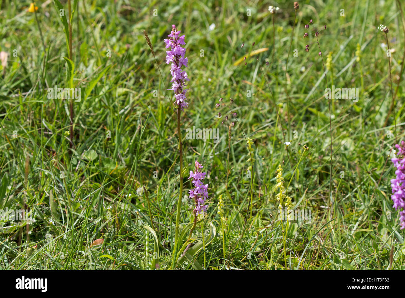 Fragrant orchid Gymnadenia conopsea and Musk orchid Herminium monorchis amongst grasses on chalk downland Noar Hill Hampshire and Isle of Wight Wildli Stock Photo
