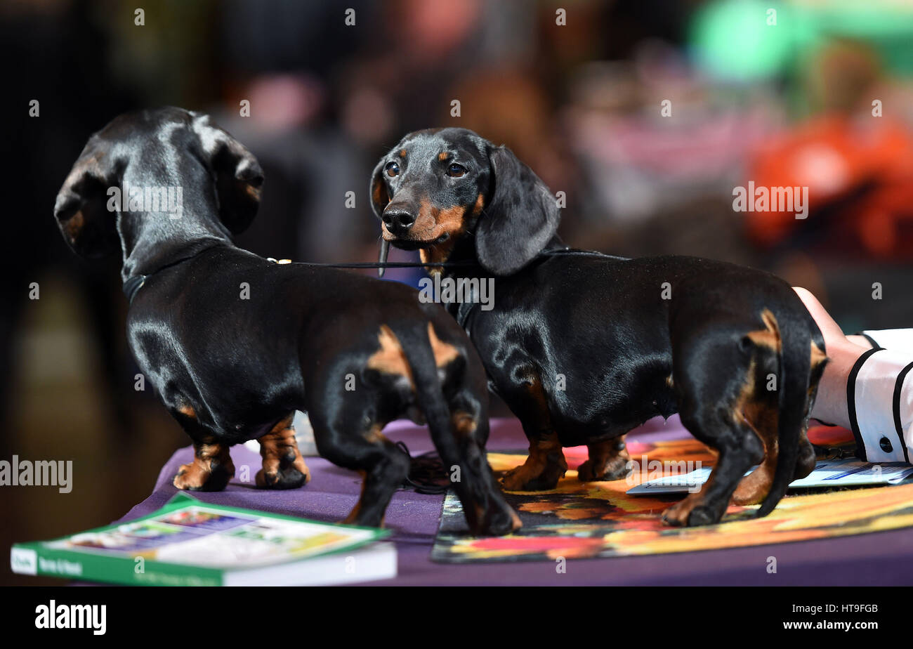 A pair of smooth haired miniature dachshunds during day one of Crufts 2017 at the NEC in Birmingham. Stock Photo