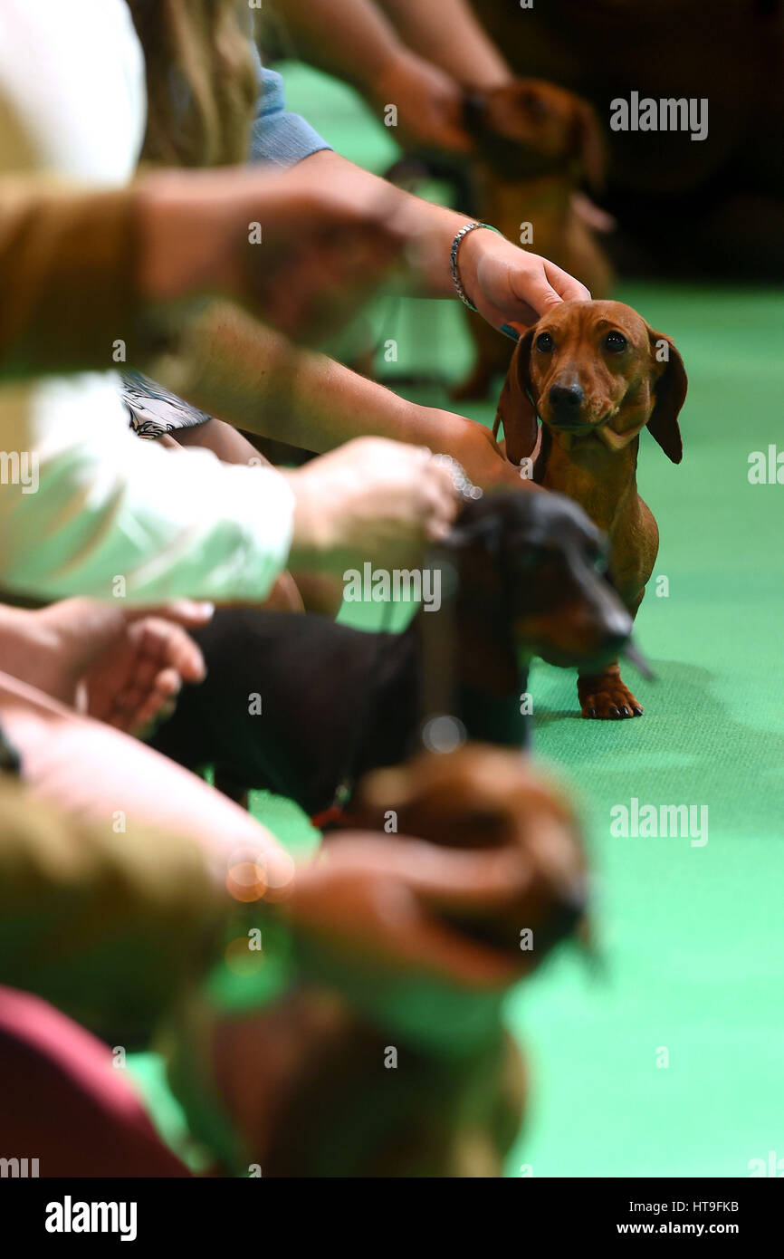 Smooth haired miniature dachshunds are judged during day one of Crufts 2017 at the NEC in Birmingham. Stock Photo