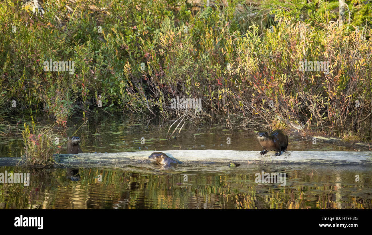 Otters, Wolf Howl Pond, Algonquin Provincial Park, Ontario, Canada Stock Photo