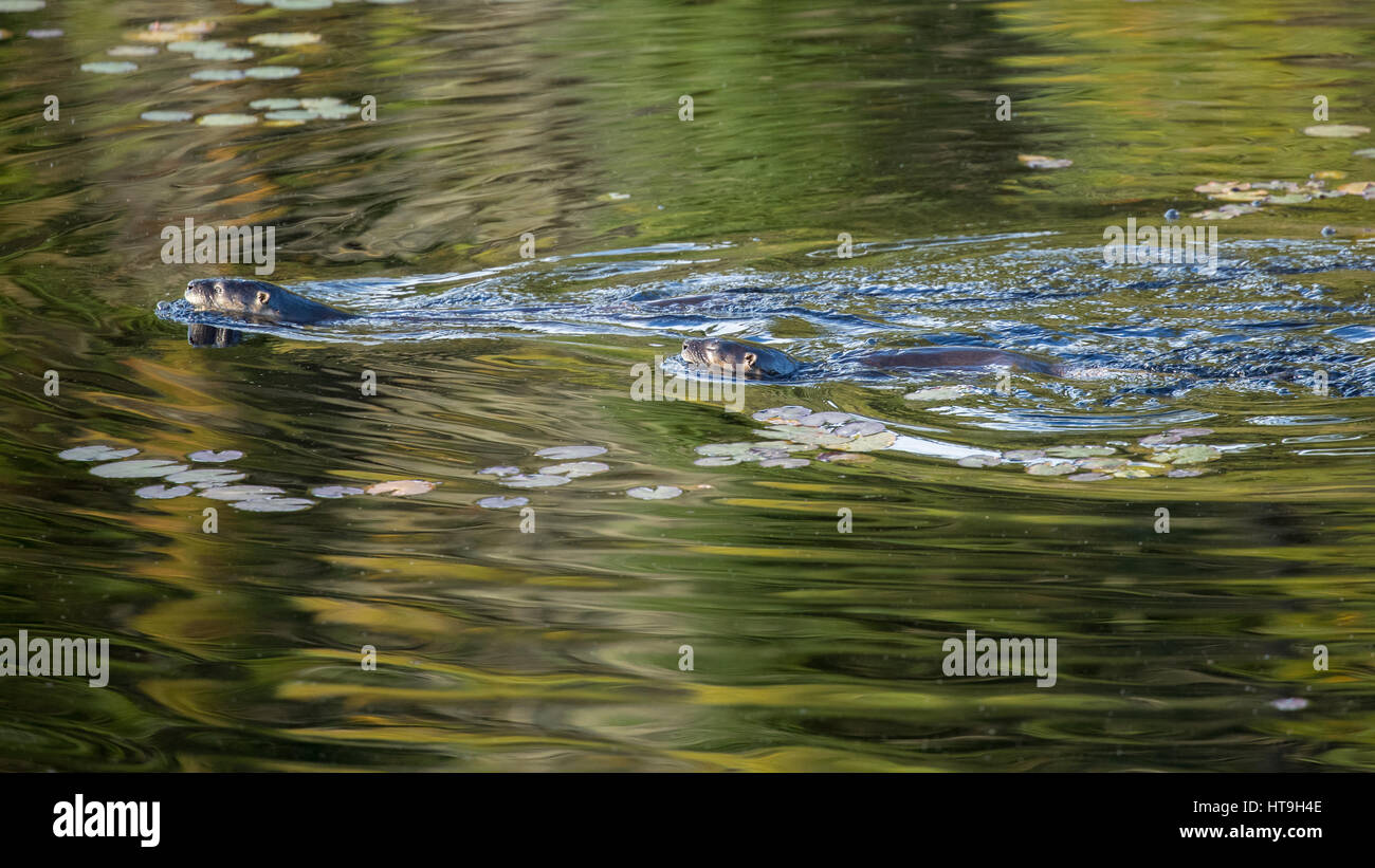 Otters, Wolf Howl Pond, Algonquin Provincial Park, Ontario, Canada Stock Photo