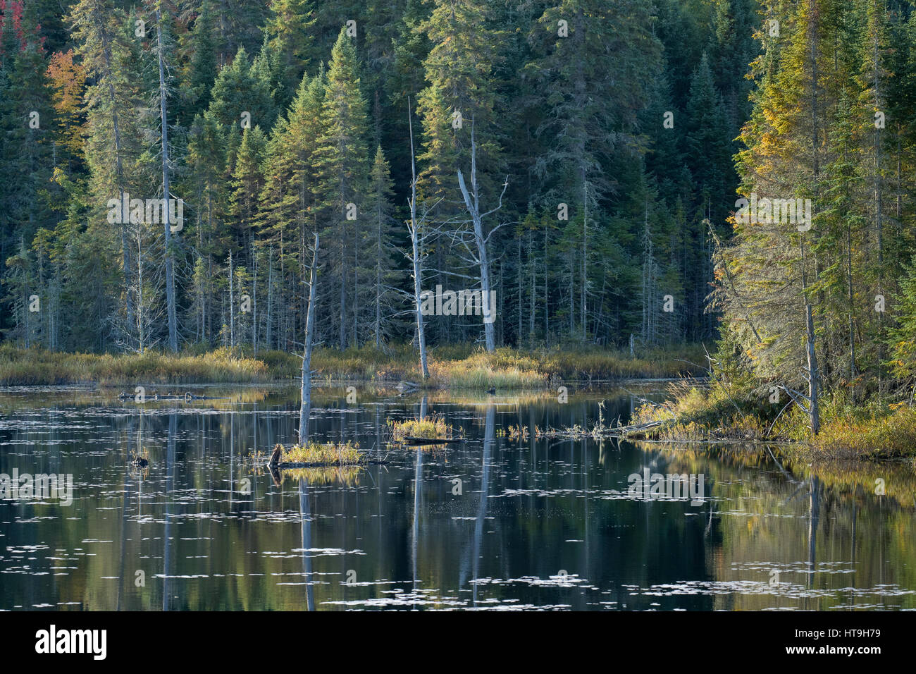 Dawn, Wolf Howl Pond, Horizontal,Algonquin Provincial Park, Ontario, Canada Stock Photo