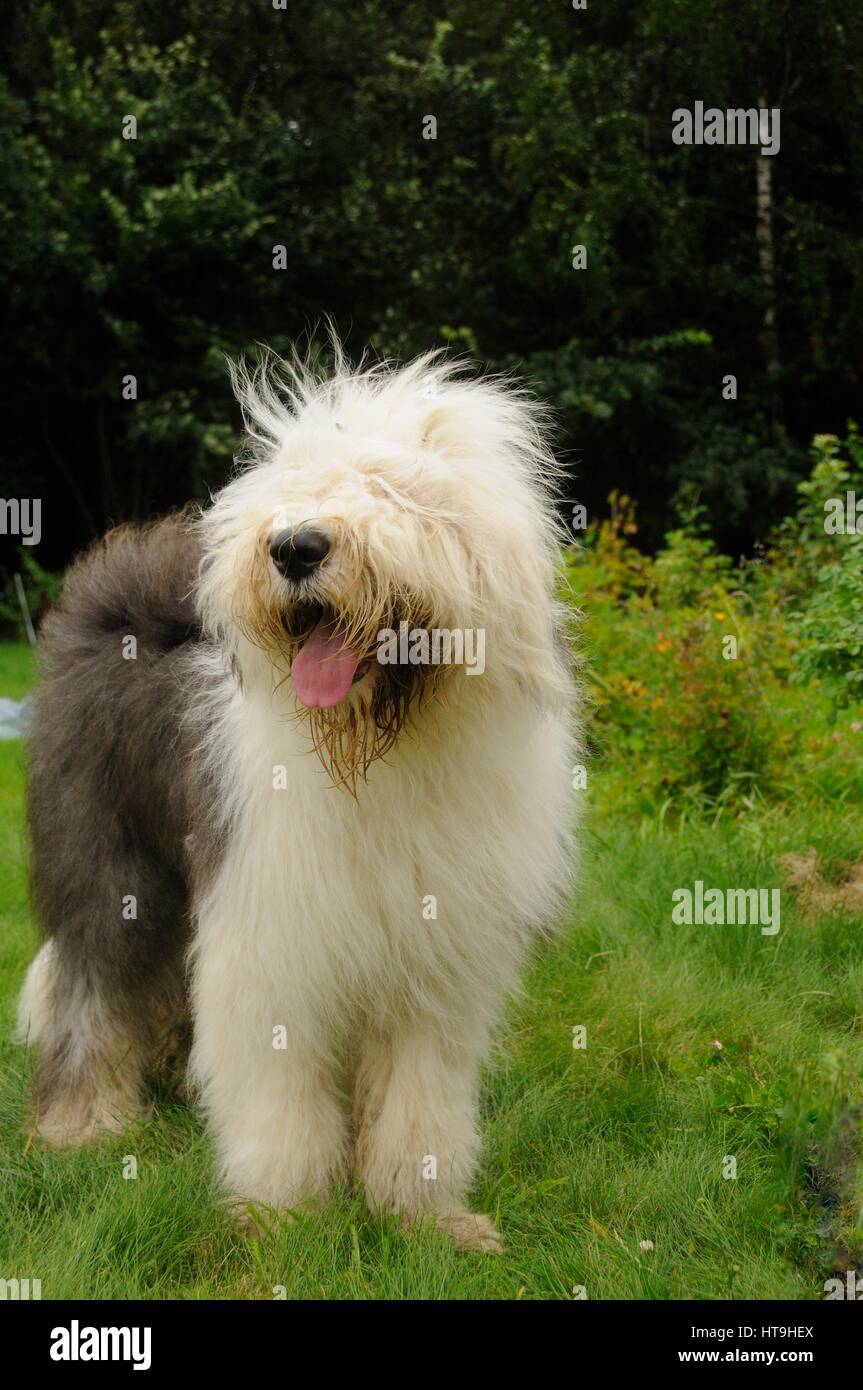 The old English Sheepdog and the South Russian shepherd dog on the lawn.  Adobe RGB Stock Photo - Alamy