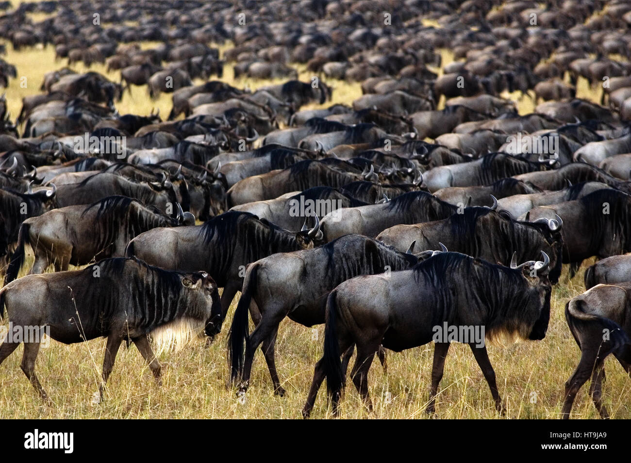 Wildbeast (Connochaetes taurinus) migration, one of the greatest show of  nature greatness in this world, Masai Mara Game Reserve, Kenya Stock Photo  - Alamy