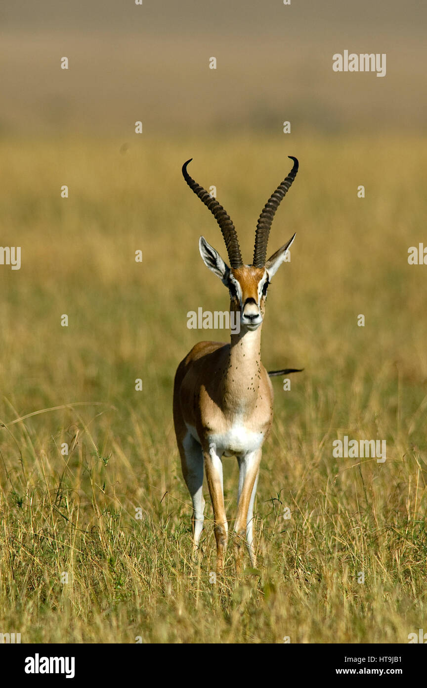 Grant's Gazelle on the plains at Masai Mara Game Reserve, Kenya Stock Photo